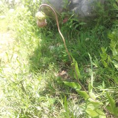 Brickellia monocephala