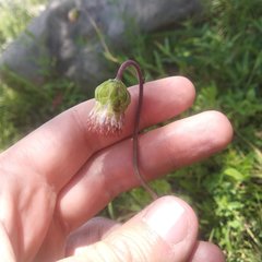 Brickellia monocephala