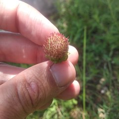 Brickellia monocephala