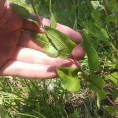Brickellia monocephala