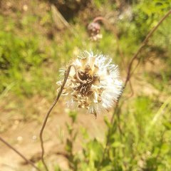 Brickellia monocephala