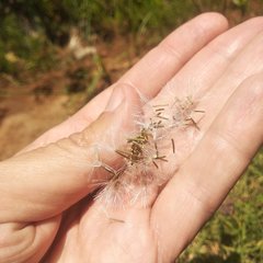 Brickellia monocephala