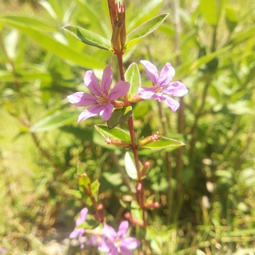 Lythrum vulneraria
