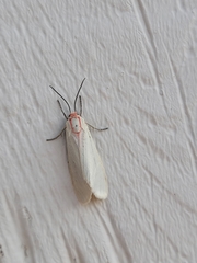 Pygarctia