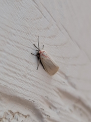 Pygarctia