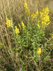 Solidago × niederederi