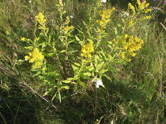 Solidago × niederederi