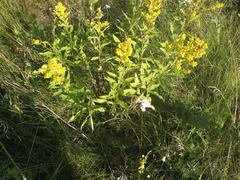 Solidago × niederederi