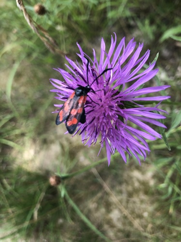 Zygaena filipendulae