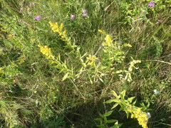 Solidago × niederederi