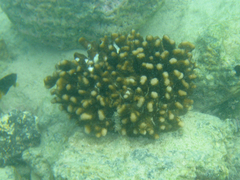 Pocillopora capitata