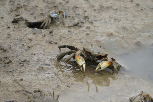 Macrophthalmus darwinensis