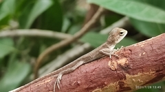 Calotes versicolor
