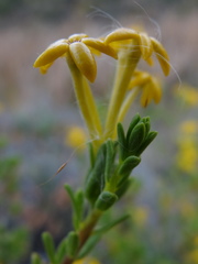 Lasiosiphon deserticola