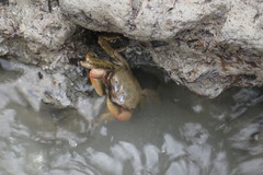 Macrophthalmus