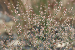 Eriogonum vimineum