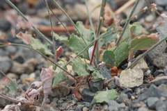 Eriogonum vimineum