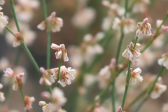 Eriogonum vimineum