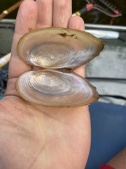 Pyganodon lacustris