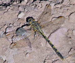 Progomphus joergenseni