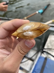 Pyganodon lacustris