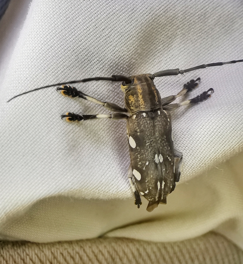 Demodes albomaculata