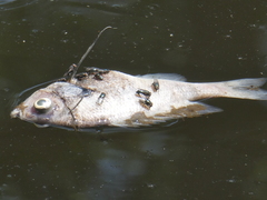 Lepomis