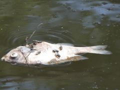 Lepomis