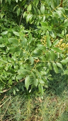 Pistacia terebinthus