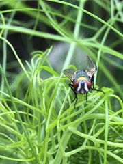 Lucilia sericata