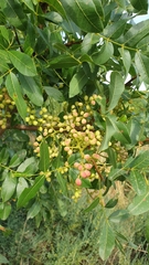 Pistacia terebinthus