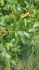 Pistacia terebinthus