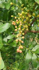 Pistacia terebinthus