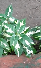 Graptophyllum pictum