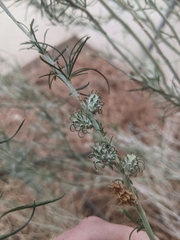 Rhopalomyia utahensis