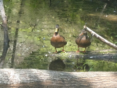 Anas platyrhynchos