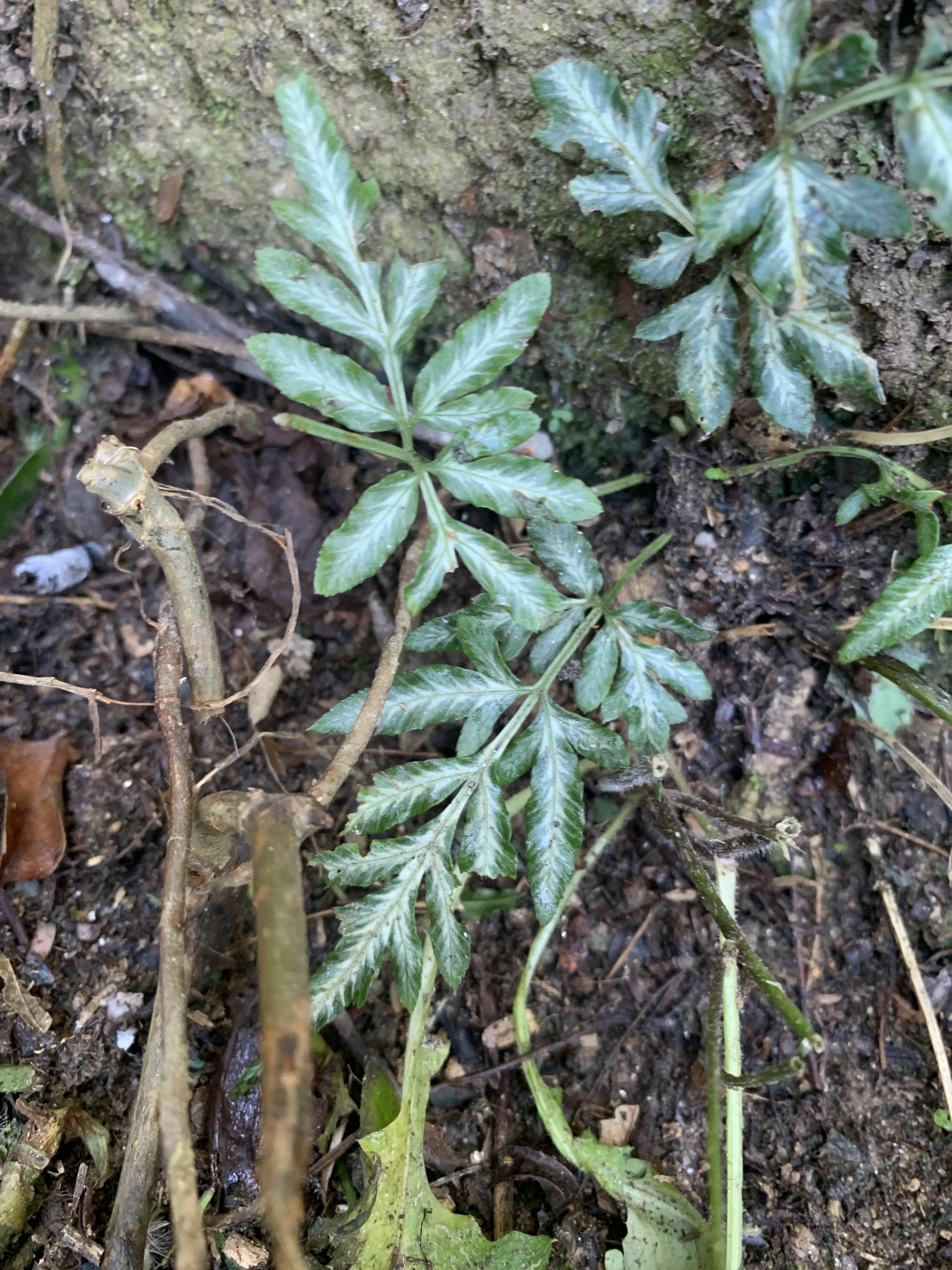 Pteris ensiformis