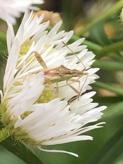 Harmostes