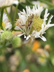 Harmostes