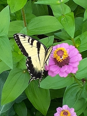 Papilio glaucus
