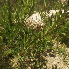 Asclepias mexicana