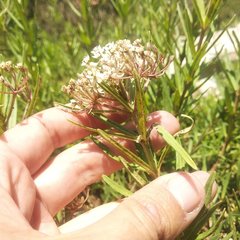 Asclepias mexicana
