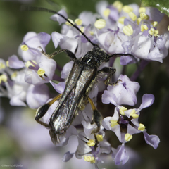 Callimoxys fuscipennis