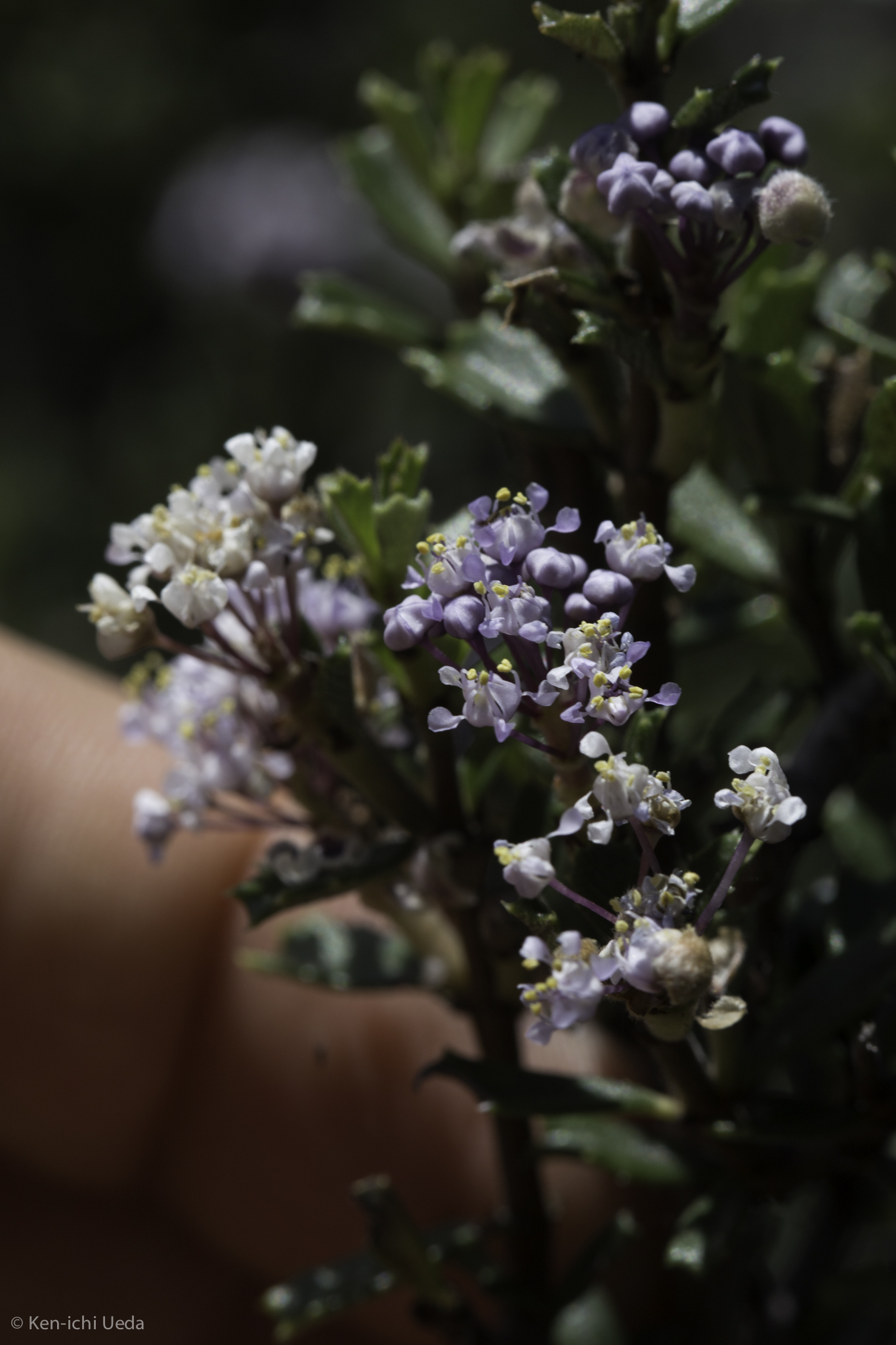 Ceanothus sonomensis