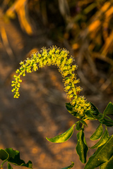Phytolacca dodecandra