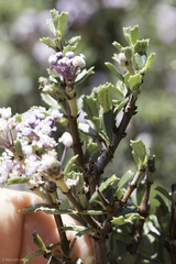 Ceanothus sonomensis