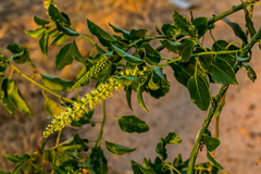 Phytolacca dodecandra