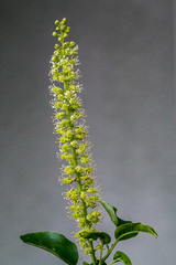 Phytolacca dodecandra