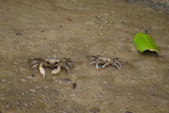 Macrophthalmus