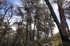 Eucalyptus delegatensis